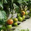 김해농장2 이미지