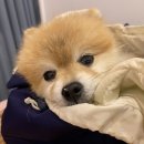 호두데이 이미지