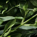 핑크그라운드 이미지