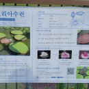 아마존빅토리아수련(이명 : 큰가시연꽃). (재배식물). ( 副題 : 변신(變身)은 무죄(無罪)) 이미지