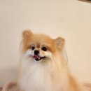 반짝반짝내작은개 이미지