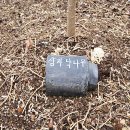 11545-04-06-26 | 청벚꽃이 유명한 개심사 26. 04. 06