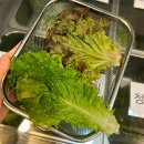 도원오리 | 대구 월광수변공원 맛집 쌈 무한리필 도원돌판오리 방문후기(주물럭, 짜계치 주문)