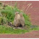 보송보송 털이 귀여운 남극 펭귄 야생 관찰 투어~!! Otago Peninsula 이미지