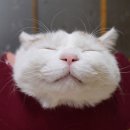 골골쏭