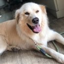 굿모닝LPG충전소 이미지