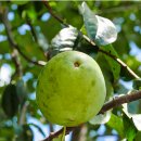 이목산전 이미지