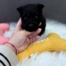 멍블랑 강아지분양 시흥배곧점 | 배곧강아지분양: 버디독 강아지분양 안심분양센터 시흥점에서의 특별한 경험!