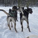 [후기] Extreme Husky Safari - 이발로 근처 허스키썰매 추천