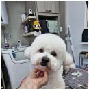 더 빛나개(the 빛나개) | 인제애견미용 밝은 땅에서 빛나개 만나고 행복 두 배