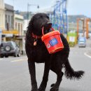 컬리 코티드 리트리버(Curly-Coated Retriever) 이미지