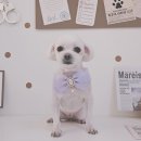 알콩달콩 애견미용실 이미지