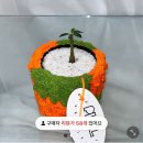 피엘피 이미지