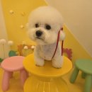 미용하는 강아지 살롱 이미지