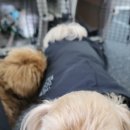 광릉내 애견 네이버블로그