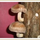 버섯의 황제 표고버섯 (Shiitake) 이미지