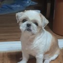 한스애견 이미지