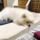 댕댕이꺼 이미지