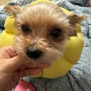 11살 강아지 비장 종양 수술 후기