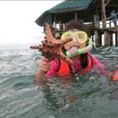 백조카써비스 이미지