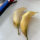 컬러블룸클래스 부케 제작 적용 후기_용인부케공방 파이데이