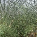 앵두나무우물가에 | 3박 4일 휴양림 돌기/구례산수유휴양림,낙안읍성휴양림,데미샘휴양림