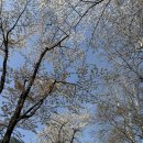 초록바람 | 서울 벚꽃 명소 석촌호수 현시점 솔직후기! 절정이지만 벌써 초록초록 (사람 많음 주의)