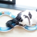 행복한 냥이네 이미지