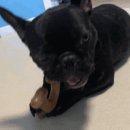 덴탈메이플 이미지