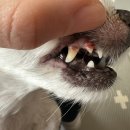 하태흥반려동물의료센터 이미지