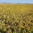 김영식농장 이미지