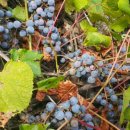 머루다래 이미지