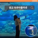 플라넷비AK수원 | 경기 용인 수원 아이랑 가볼만한 광교 아쿠아플라넷 인어공주쇼 할인 정보