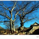 사랑의연리근 이미지