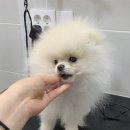 토브네 펫살롱 이미지