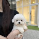 강아지분양 입양 골든티스비숑전문켄넬 미니비숑 비숑프리제 | 창원 테디미니비숑 분양, 사진보다 실물이 더 사랑스러운 상위 0.1% 테디타입