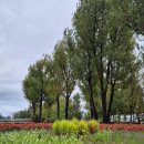 미루나무 이미지