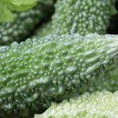 주식회사 힐링팜 이미지