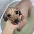 포그나개 이미지