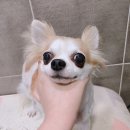 보현동물병원 이미지