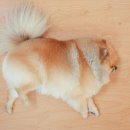 라온 동물 메디컬센터 이미지