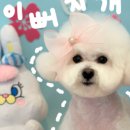 금촌애견 이미지