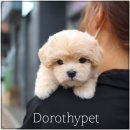 대구강아지분양 도로시펫 이미지