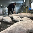 왕도매유통 이미지