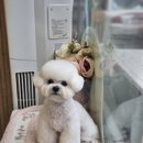 빠몽(PAWMONG) 이미지