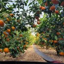 효돈동-5 이미지