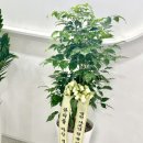 잎소아청소년과의원 이미지