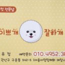 이쁘개 잘하개 네이버블로그