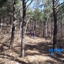 경북 영덕 철암산 (184m) -죽도시장 14년 01월15일 산행 이미지