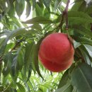 경봉마트 이미지